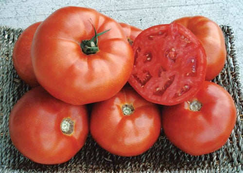 12 Jersey Beefsteak Tomatoes, shipping included